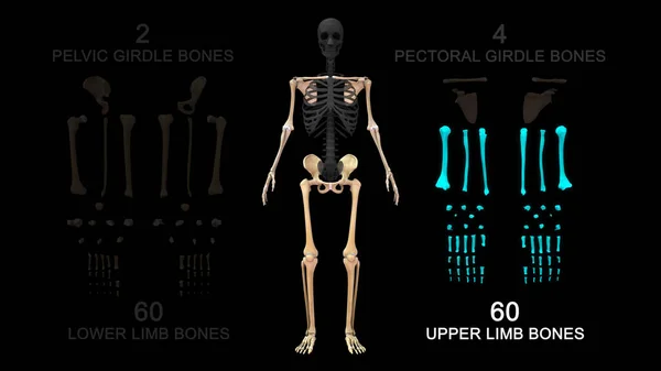 Upper limb bones.3d illustration