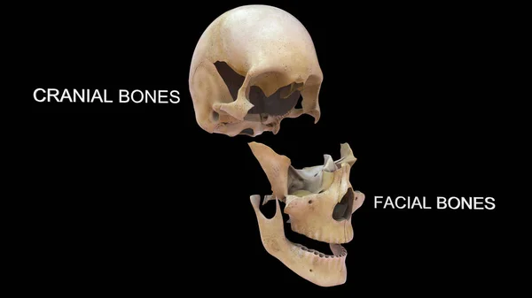 Απεικόνιση Του Αξονικού Σκελετού Και Του Σκωληκοειδούς Σκελετού — Φωτογραφία Αρχείου