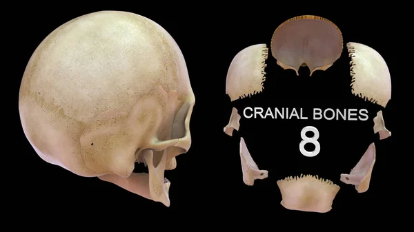Απεικόνιση Του Αξονικού Σκελετού Και Του Σκωληκοειδούς Σκελετού — Φωτογραφία Αρχείου