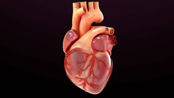 3D展示心脏解剖分离的黑色图解 — 图库照片