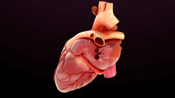 Renderizado Ilustración Anatomía Del Corazón Aislado Negro — Foto de Stock