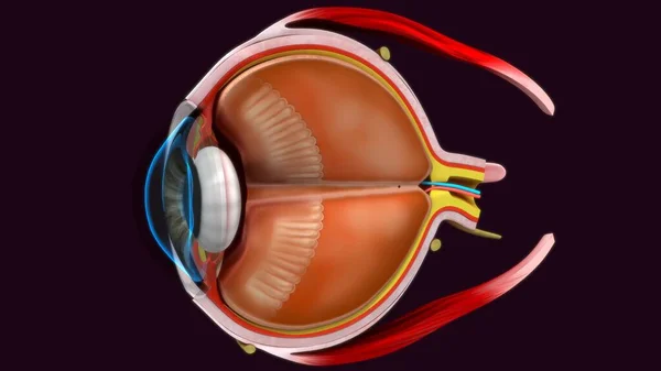 人間の目の解剖学の3Dレンダリングイラスト — ストック写真