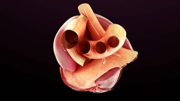 Renderizado Ilustración Anatomía Del Corazón Aislado Negro —  Fotos de Stock