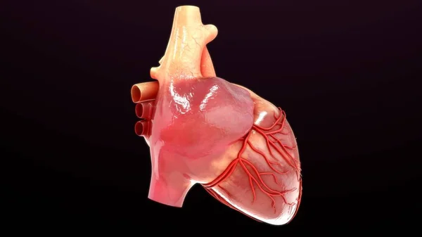 Rendered Illustration Heart Anatomy Isolated Black — Stock Photo, Image