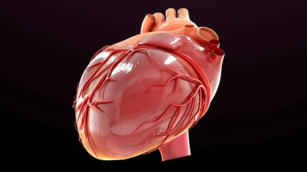 Renderizado Ilustración Anatomía Del Corazón Aislado Negro —  Fotos de Stock