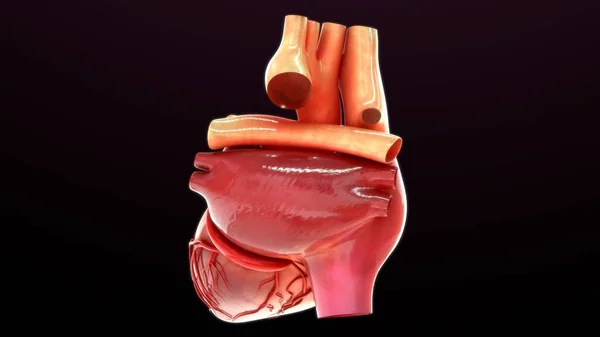 Renderowane Ilustracji Anatomii Serca Izolowane Czarno — Zdjęcie stockowe