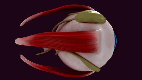 Renderowana Ilustracja Ludzkiej Anatomii Oka — Zdjęcie stockowe