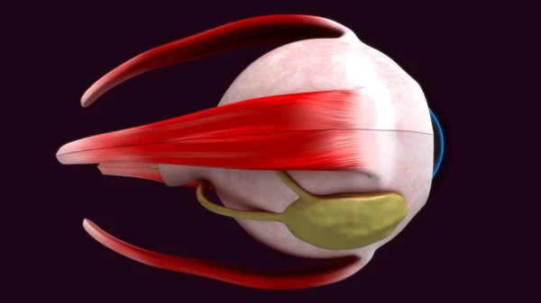 Renderowana Ilustracja Ludzkiej Anatomii Oka — Zdjęcie stockowe