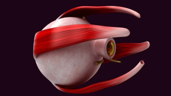 Rendered Illustration Human Eye Anatomy — Stock Photo, Image