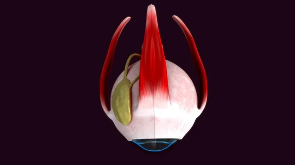 人間の目の解剖学の3Dレンダリングイラスト — ストック写真