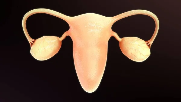 3Dレンダリングされた女性の生殖器官の解剖図 — ストック写真