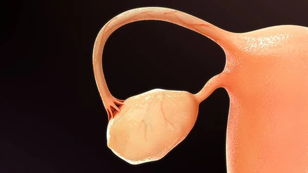 3Dレンダリングされた女性の生殖器官の解剖図 — ストック写真