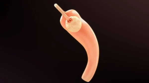 Rendered Illustration Female Reproductive Organs Anatomy — Stock Photo, Image