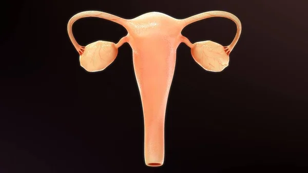 Трехмерная Иллюстрация Анатомии Женских Репродуктивных Органов — стоковое фото