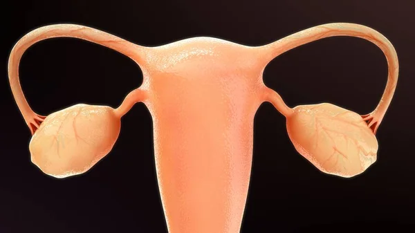 Rendered Illustration Female Reproductive Organs Anatomy — Stock Photo, Image