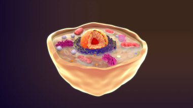 Animal cell isolated in background.3d illustration clipart