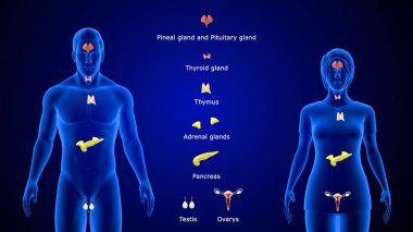 İnsan anatomisi 3D illüstrasyonunda Toplam Bez