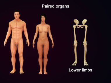 Eşleştirilmiş organlar İnsan vücudunda alt uzuv kemikleri