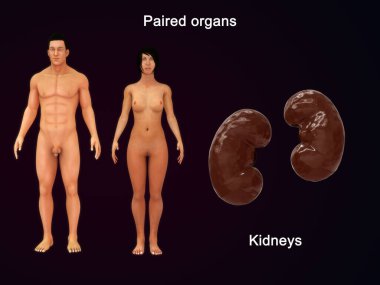 Çifte Organ Böbreği. 3 boyutlu çizim.