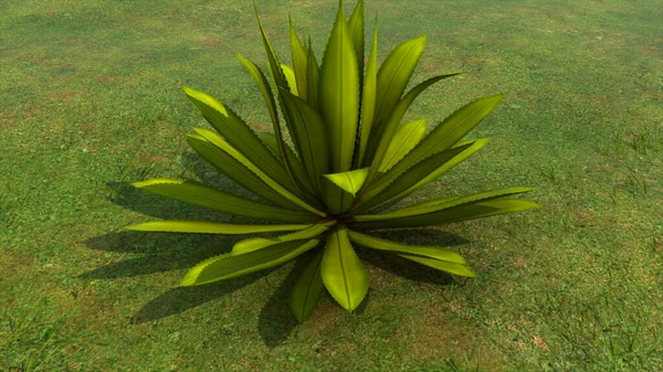 アガベ植物の3Dレンダリングイラスト — ストック写真