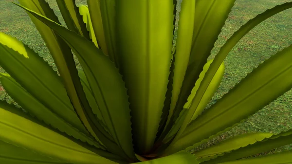 アガベ植物の3Dレンダリングイラスト — ストック写真