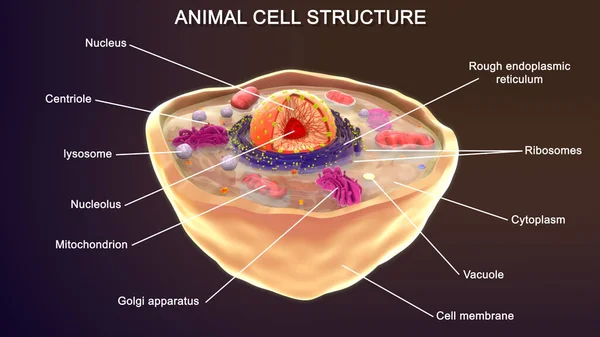 Zvířecí Buňky Izolované Pozadí Ilustrace — Stock fotografie