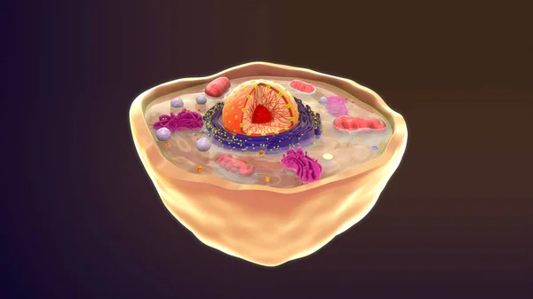 Тваринна Клітина Ізольована Фоновому Режимі Ілюстрація — стокове фото