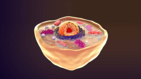 Animal cell isolated in background.3d illustration