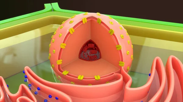 背景に隔離された動物細胞 3Dイラスト — ストック写真