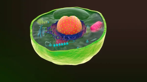 Animal cell isolated in background.3d illustration