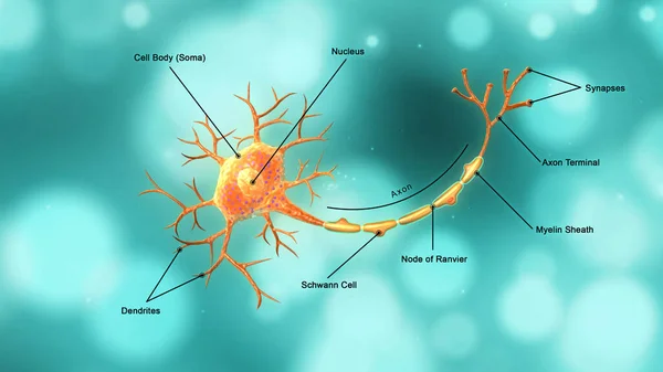 蓝色背景中标记分离神经元的解剖 3D说明 — 图库照片