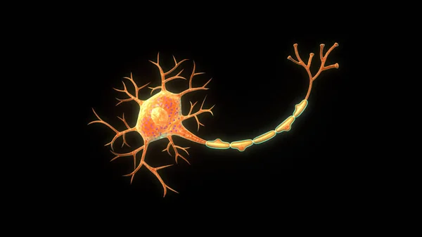 Neuron Anatomi Isoleret Sort Baggrund Illustration - Stock-foto