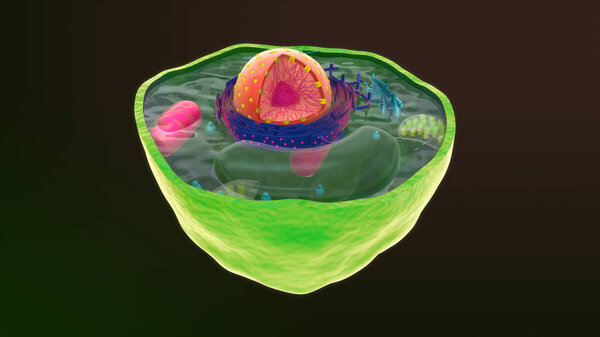 Round plant cell isolated in background.3d illustration