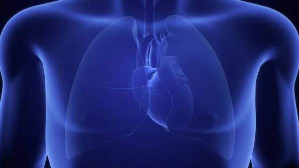 Ilustración Del Corazón Humano Los Pulmones — Foto de Stock