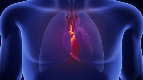 Ilustração Coração Humano Corpo Azul — Fotografia de Stock