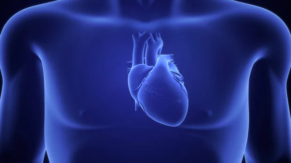 Ilustración Del Corazón Humano Aislado Fondo Azul — Foto de Stock