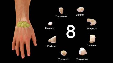 İnsan iskelet sistemindeki Carpals kemiğinin 3D görünümü 