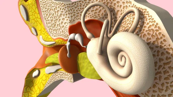 人間の耳の解剖学の3Dレンダリングイラスト — ストック写真
