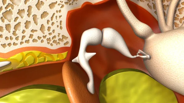 3D人体の耳の内側のパーツのイラスト3Dレンダリング — ストック写真