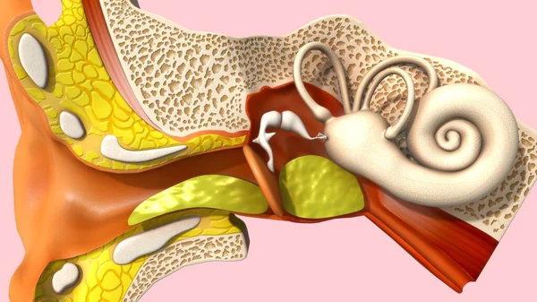 Ilustrace Anatomie Lidského Ucha Vykreslené — Stock fotografie