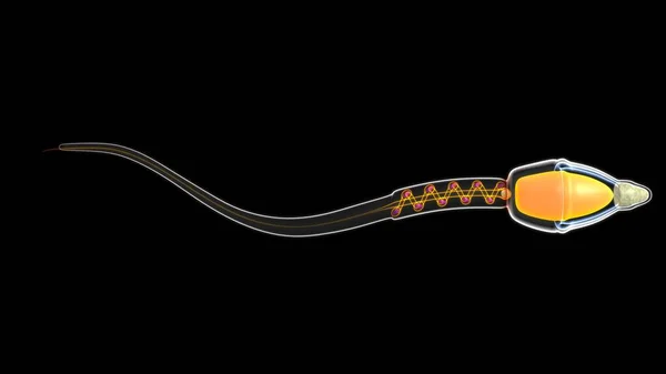 精子の解剖学3Dイラストの3Dレンダリング — ストック写真