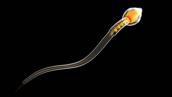 Illustrazione Della Struttura Dello Sperma Anatomia Renderizzato — Foto Stock