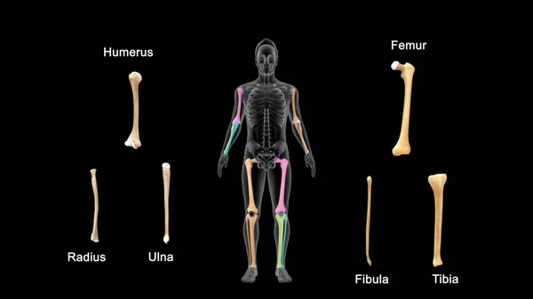 Explanation of hand and leg bones 3d rendered Illustration
