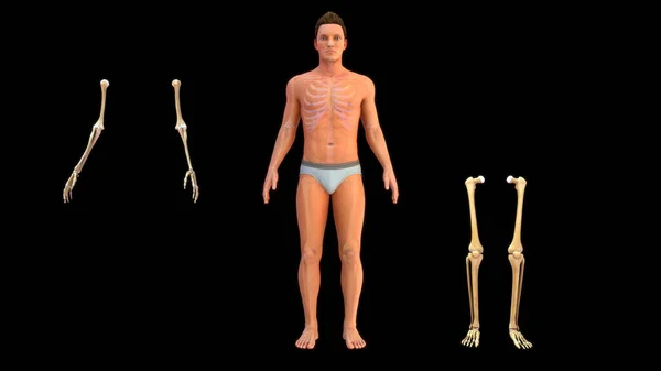 Ilustração Mão Humana Ossos Perna Sistema Esquelético Humano — Fotografia de Stock