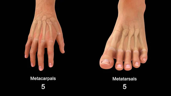 Rendered Metacarpals Metatarsals Human Hand Foot Illustration — Stock Photo, Image
