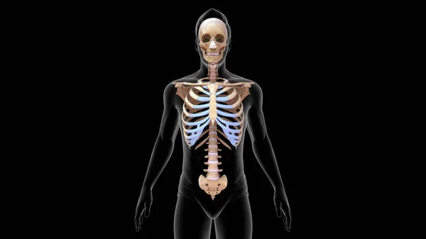 Renderad Skalle Och Ryggkota Och Bröstkorg Anatomi Illustration — Stockfoto