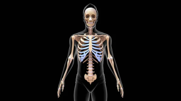 Рендеринг Осевых Костей Скелета Скелетной Системе Человека Иллюстрация — стоковое фото