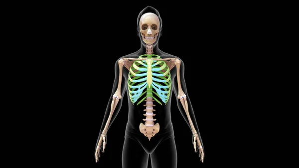 Renderad Bröstkorg Människans Skelett Illustration — Stockfoto