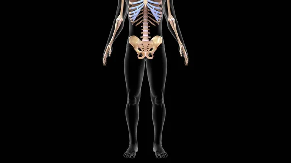 Рендеринг Осевых Костей Скелета Скелетной Системе Человека Иллюстрация — стоковое фото