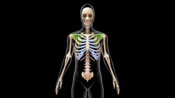 Επεξεργασμένο Ανθρώπινο Οστό Ωμοπλάτης Στο Ανθρώπινο Σκελετικό Σύστημα Εικονογράφηση — Φωτογραφία Αρχείου